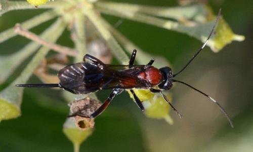 Réf. 192 654 : Xylophrurus augustus